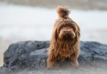 Místní poplatek ze psů