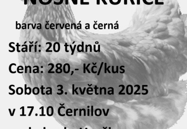 Prodej nosných kuřic