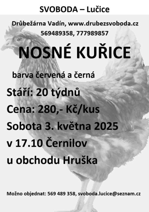 Prodej nosných kuřic