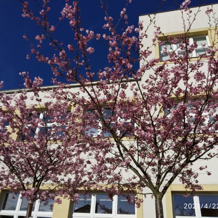 Masarykova jubilejní základní škola jaro 2021