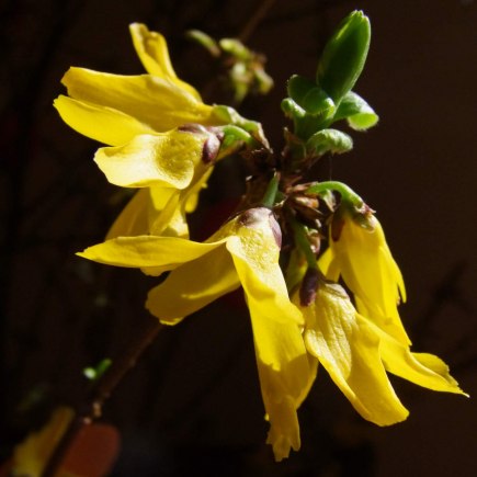 VELIKONOČNÍ JARMARK 27.3. 2015 foto Jana Žárs