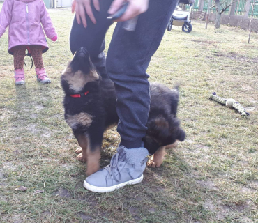 14.1.2020 - štěňátkový Dvoreček